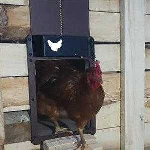 Porta automatica del pollaio dell'allevamento di pollame